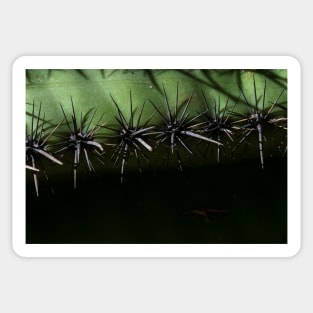 Prickly Pear Thorns Sticker